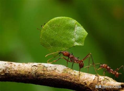為什麼螞蟻會突然出現 举手之劳意思